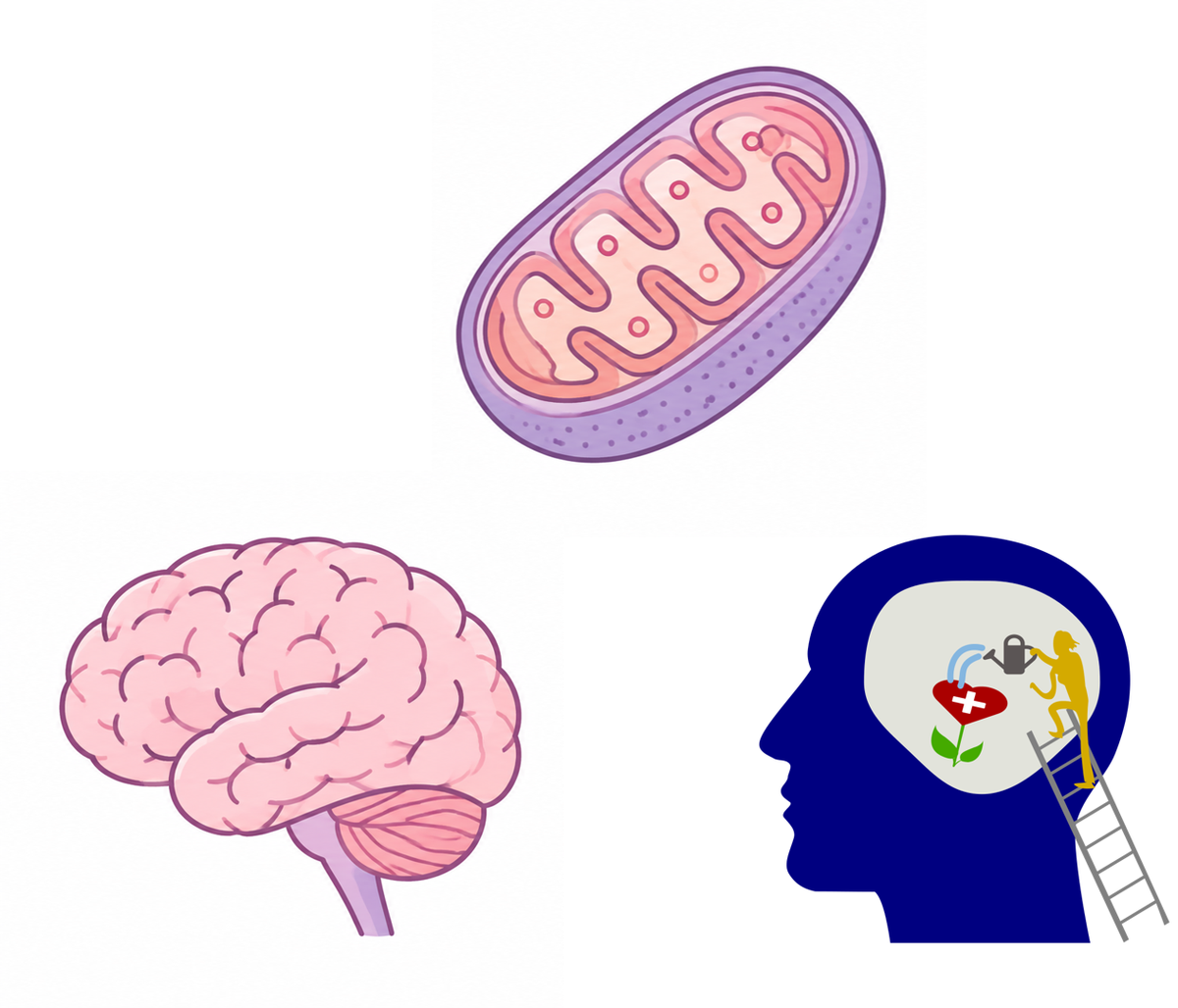 Illustration linking a mitochondrion, the human brain, and mental well-being